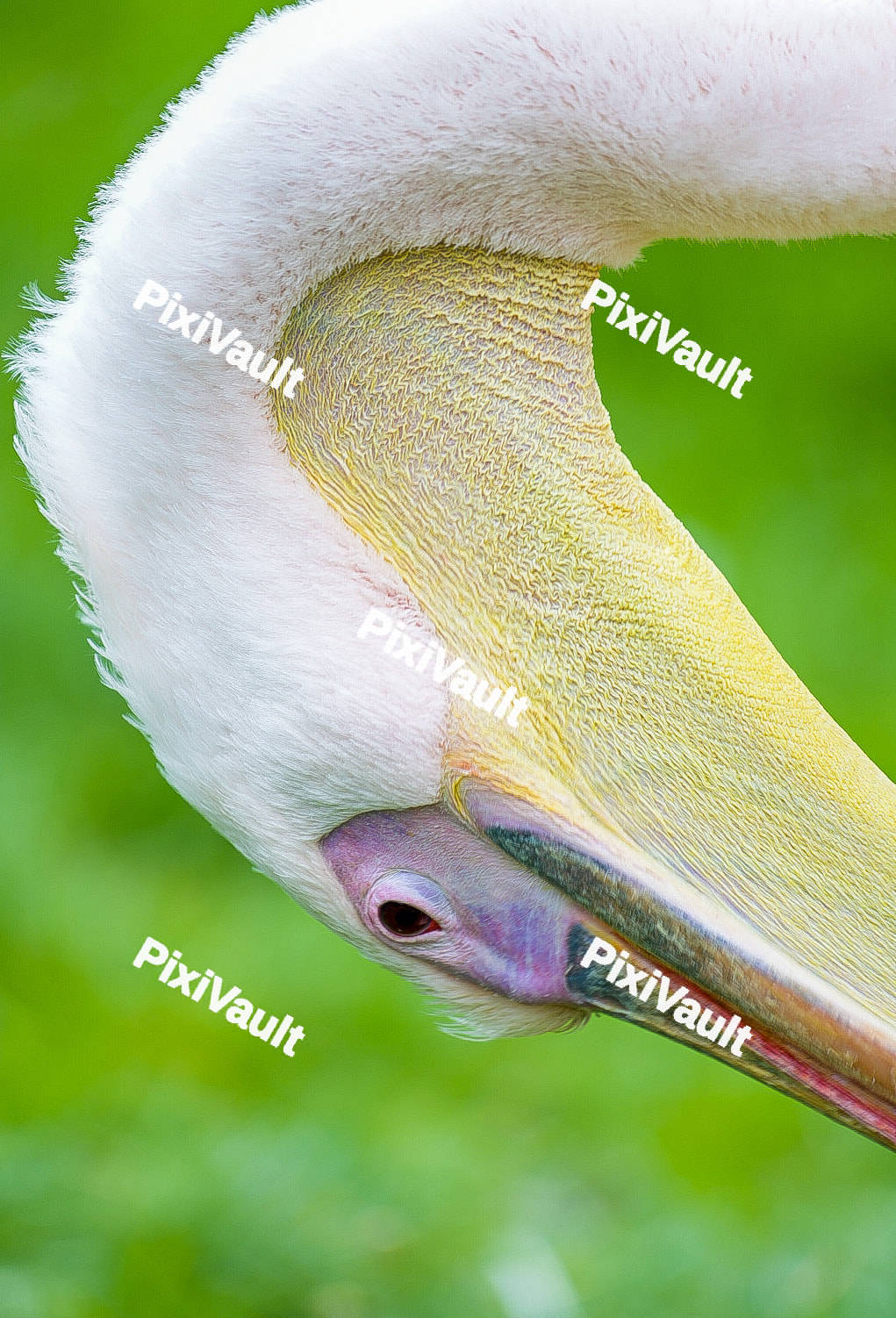 Great white Pelican